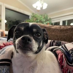 Meet your Posher, Laurie